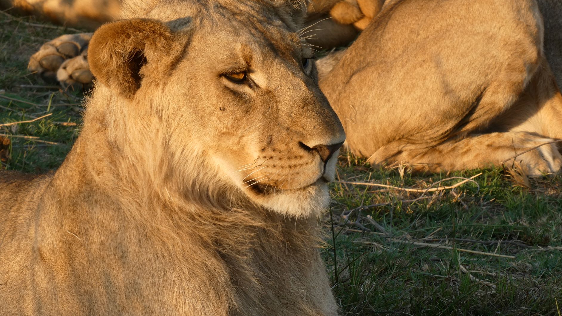 Lion pride late evening male 1